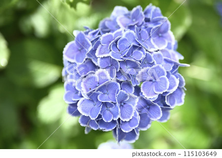 Keishoji Temple when hydrangeas are in bloom 115103649