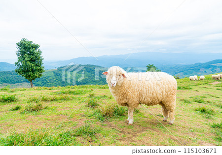 white sheep on mountain hill 115103671