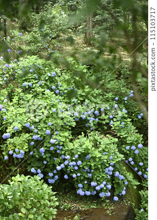 Keishoji Temple when hydrangeas are in bloom Keishoji Temple when hydrangeas are in bloom 115103717