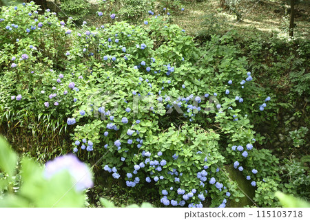 Keishoji Temple when hydrangeas are in bloom Keishoji Temple when hydrangeas are in bloom 115103718