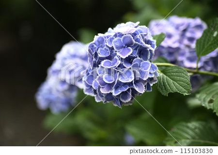 Keishoji Temple when hydrangeas are in bloom 115103830