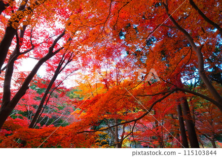 Autumn foliage at Higashiyama Zoo and Botanical Gardens in Aichi Prefecture Autumn foliage at Higashiyama Zoo and Botanical Gardens in Aichi Prefecture 115103844