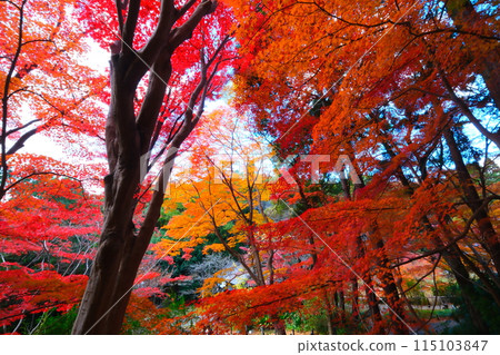 Autumn foliage at Higashiyama Zoo and Botanical Gardens in Aichi Prefecture 115103847