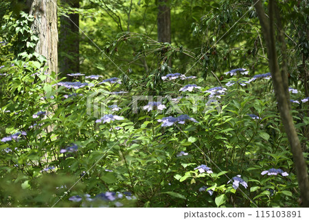 Keishoji Temple when hydrangeas are in bloom 115103891