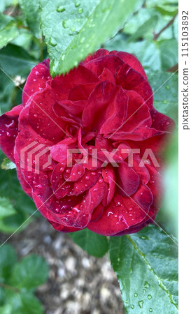 Crimson red roses wet with rain 115103892