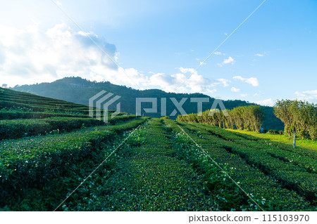 tea plantation and green tea plantation tea plantation and green tea plantation 115103970