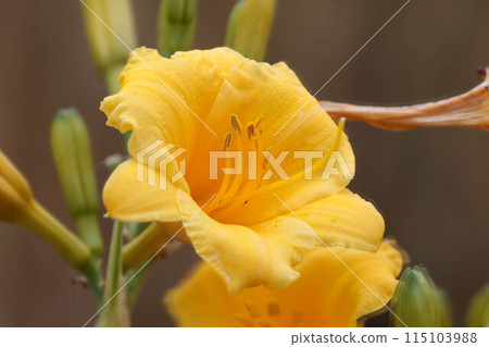 Yellow hemocalis flower 115103988