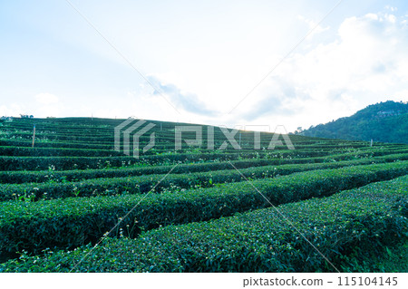 tea plantation and green tea plantation 115104145