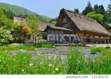 白川鄉合掌造，新綠和初夏的花朵裝飾，在藍天的襯托下閃閃發光 115104270