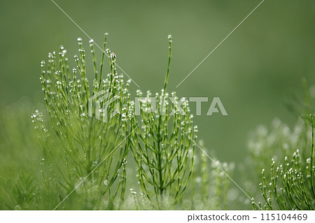 Tottori Four Seasons Walk Spring Flower 115104469