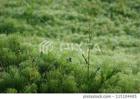 Tottori Four Seasons Walk Spring Flower 115104485