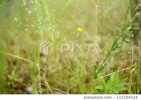 鳥取 四季漫步 春花 115104528