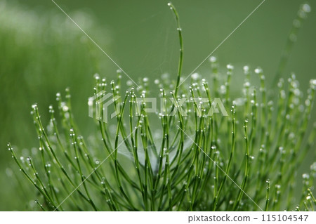 鳥取 四季漫步 春花 115104547