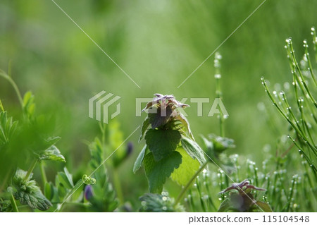 鳥取 四季漫步 春花 鳥取 四季漫步 春花 115104548