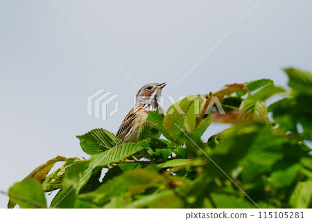 胡卡棲息在樹枝上 115105281