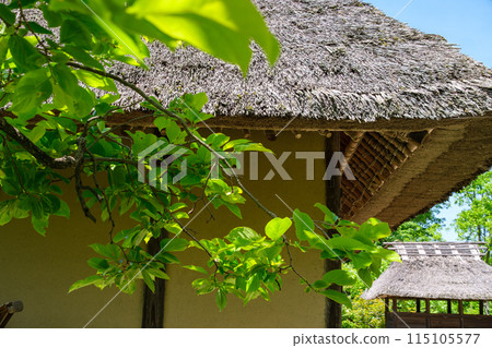 Thatch roof and persimmon tree 115105577
