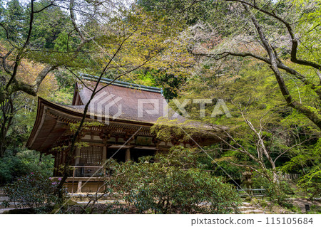 被新綠環繞的奈良室寺國寶大殿 被新綠環繞的奈良室寺國寶大殿 115105684
