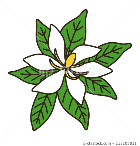 Gardenia Gardenia 115105811