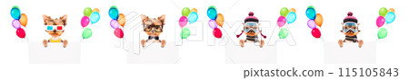Funny cute dog with Holiday banner and colorful balloons Funny cute dog with Holiday banner and colorful balloons 115105843