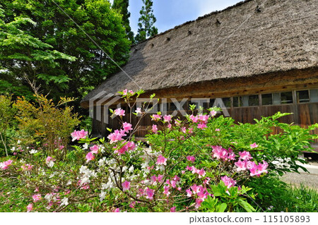 Gokayama Suganuma Village in early summer: Gassho-style houses decorated with fresh greenery and azaleas 115105893
