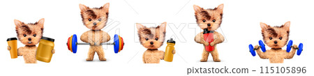 Funny dog holding sport equipment like dumbbell, kettlebell 115105896