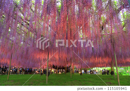 Illuminated wisteria in full bloom Illuminated wisteria in full bloom 115105941