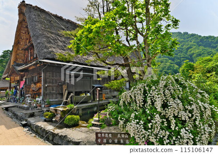 Gokayama Suganuma Gassho Village Gassho-style houses decorated with fresh greenery and early summer flowers 115106147