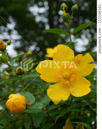 Quincebai花 Quincebai花 115106161