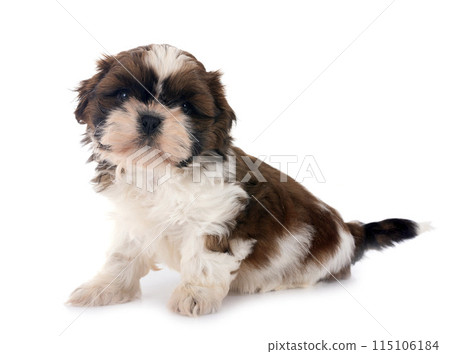 puppy Shih Tzu in studio 115106184