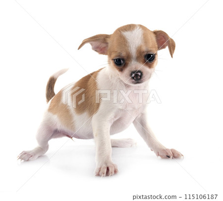 puppy chihuahua in studio puppy chihuahua in studio 115106187