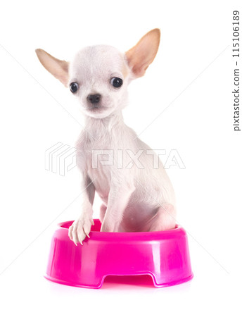 puppy chihuahua in studio puppy chihuahua in studio 115106189