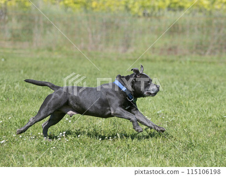 staffordshire bull terrier training staffordshire bull terrier training 115106198