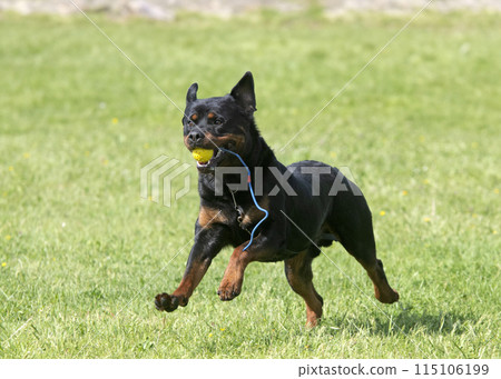 rottweiler training for competition 115106199
