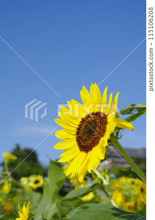 sunflower sunflower 115106208