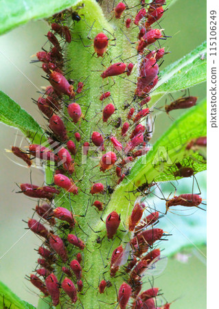 Solidago altissima parasitizing Solidago altissima Solidago altissima parasitizing Solidago altissima 115106249