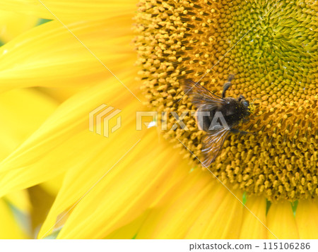 Bumblebee collecting nectar from a sunflower 115106286