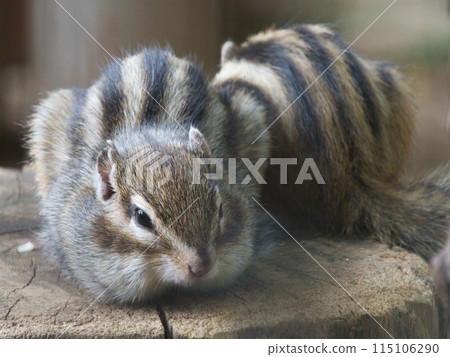 chipmunk staring at something chipmunk staring at something 115106290