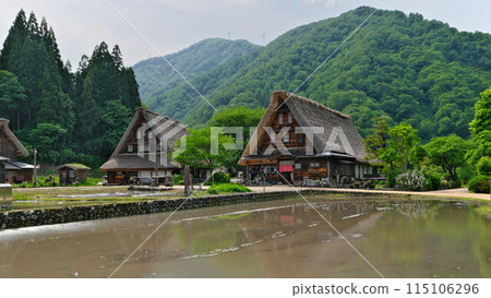 初夏的五箎山菅沼合掌村 合掌式建築裝飾著新綠色和稻田的水鏡 115106296