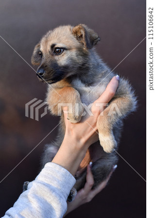 little cute puppy in human hands on brown background 115106642