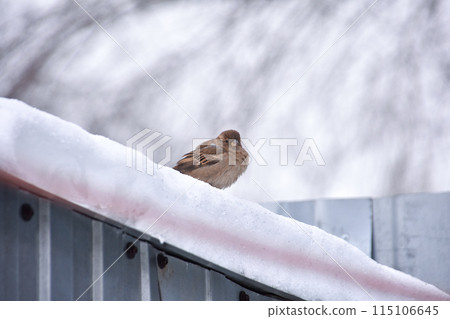 a sparrow sitting on a snowy roof 115106645