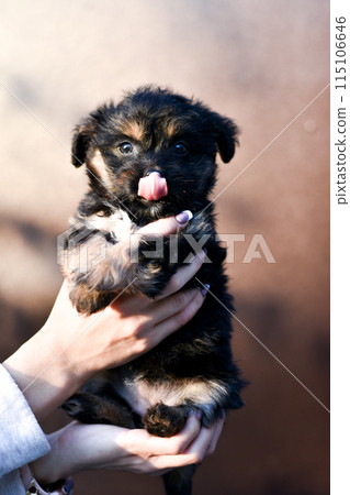 little cute puppy with sticking out tongue in human hands on brown background 115106646