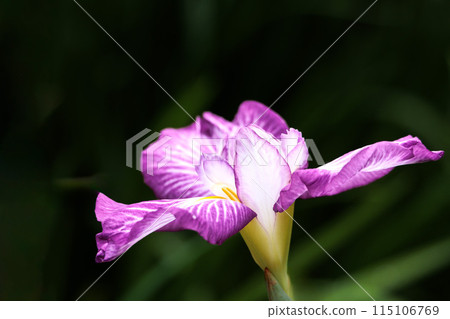 鳶尾花綻放出多種色彩，不斷撫慰著人們的心靈。 115106769