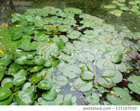 Water lily 01 Water lily 01 115107050