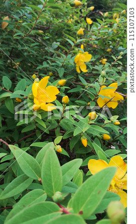 一下子開始盛開的黃花 115107103