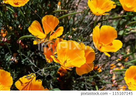 Blooming orange field poppy in a green grass 115107145