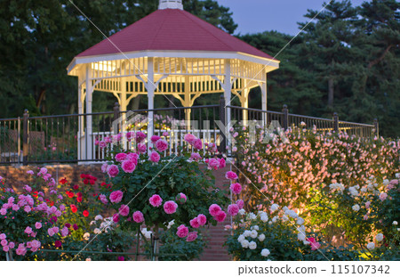 Colorful illuminated rose garden and gazebo 115107342