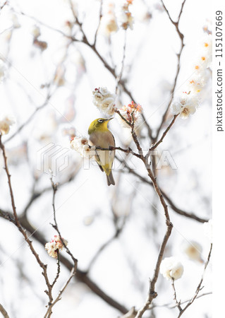 白梅和日本梅 115107669