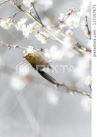 梅花飄舞 梅花飄舞 115107671