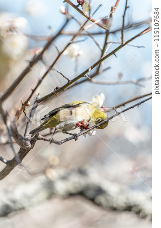 Umejiro sucking nectar 115107684