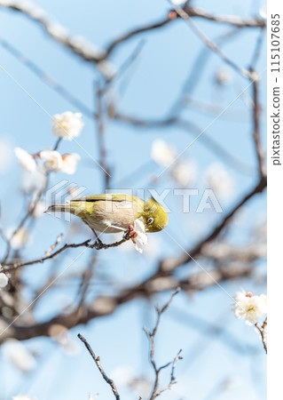Blue sky and Umejiro 115107685